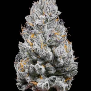 Bad Santa Cookies Strain