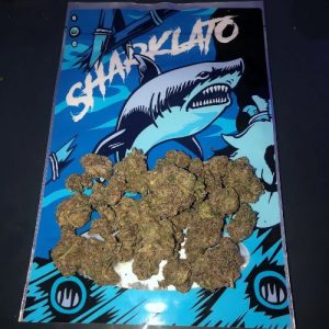 sharklato runtz strain