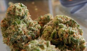 strawberry cough strain